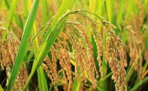 小麦和稻子图片