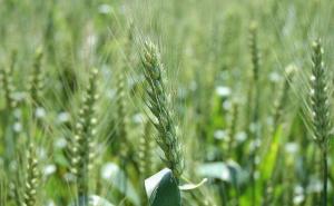 小麦孕穗期图片