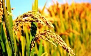 麦子和稻子图片 第3张
