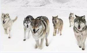 首领狼带群狼图片