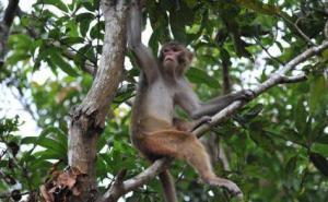 猴子爬树图片