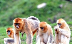 一群猴子图片