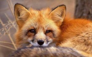 最漂亮赤狐图片