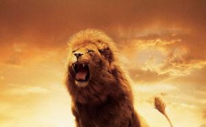 狮子怒吼图片