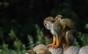 猴群爬树图片