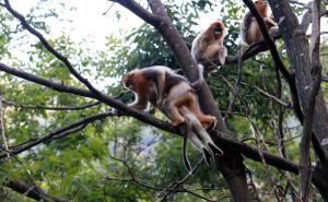 金丝猴爬树图片