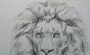 狮子素描图片