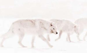 一群白狼图片