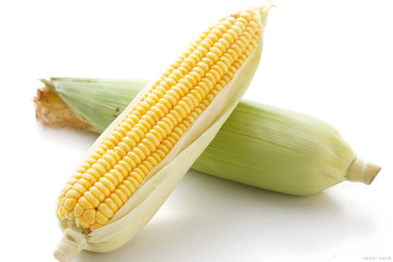 玉米图片 第4张
