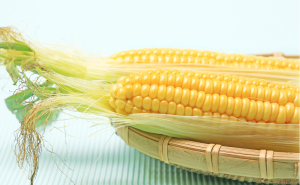 玉米图片 第6张