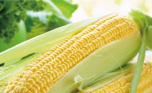 玉米图片 第9张