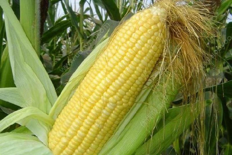玉米图片 第8张