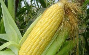 玉米图片 第8张