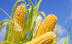 玉米成熟的图片