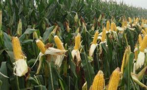 玉米成熟的图片 第4张