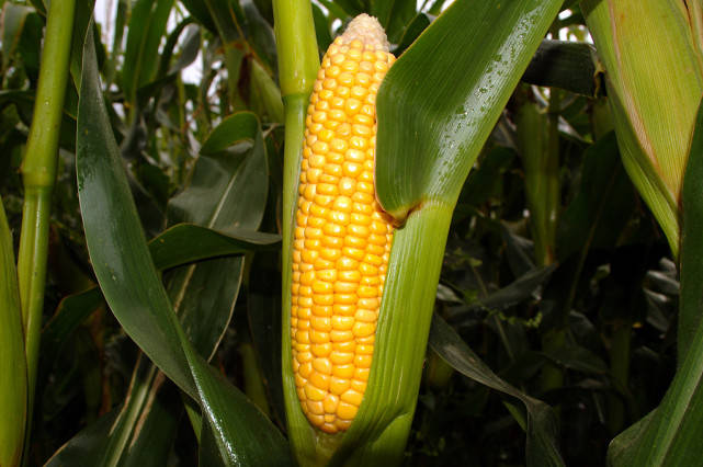 玉米成熟的图片 第2张