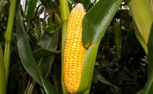 玉米成熟的图片 第2张
