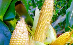 玉米成熟的图片 第5张