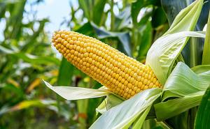 玉米成熟的图片 第3张