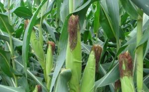 玉米成熟的图片 第7张