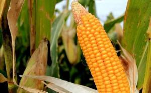 玉米成熟的图片 第6张