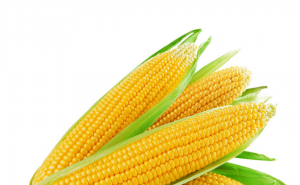 玉米头像图片大全 第2张