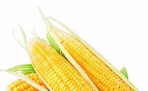 玉米头像图片大全 第4张