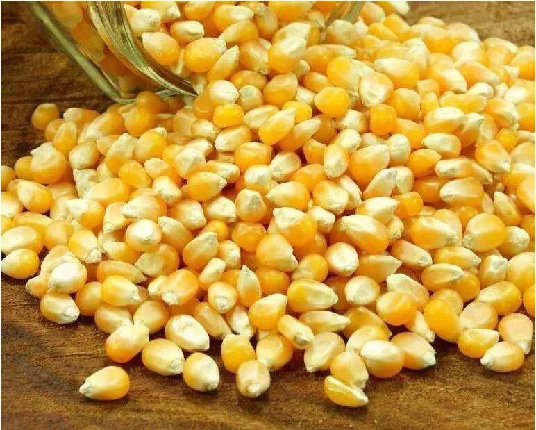 玉米粒图片 第6张
