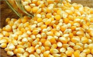 玉米粒图片 第6张