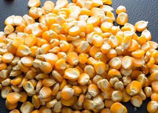 玉米粒图片 第7张