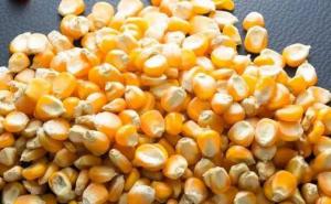 玉米粒图片 第7张