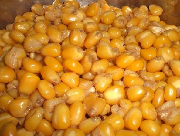 玉米粒图片 第9张