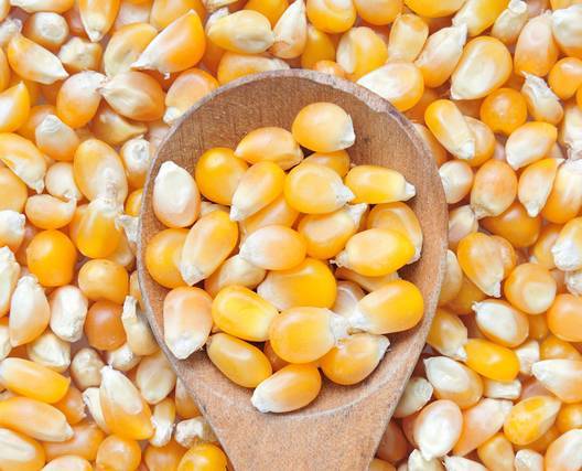 玉米粒图片 第10张