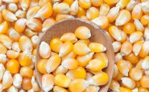玉米粒图片 第10张