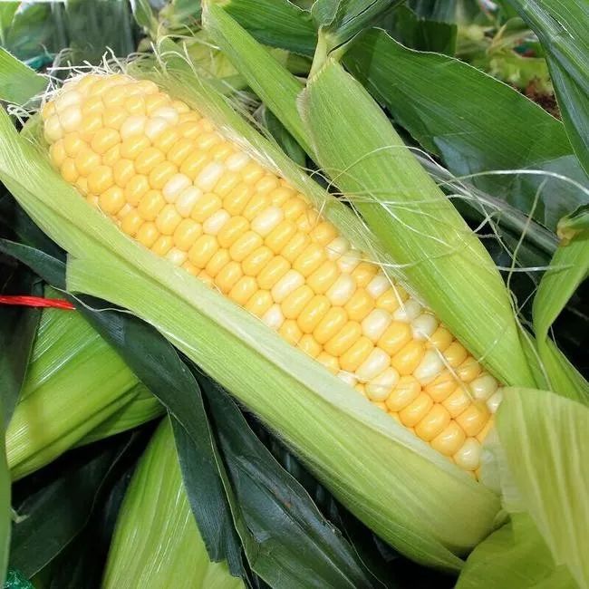 水果玉米图片 第7张