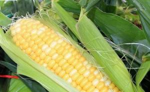 水果玉米图片 第7张