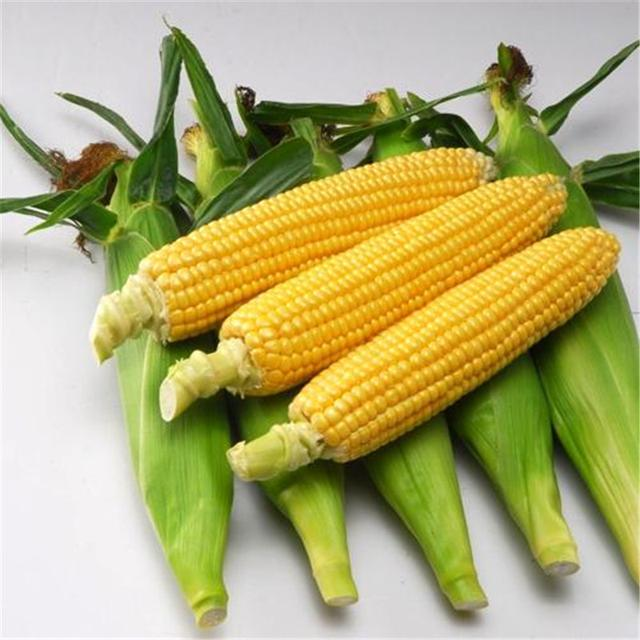 水果玉米图片 第5张