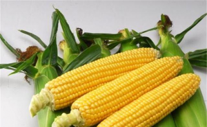 水果玉米图片 第5张