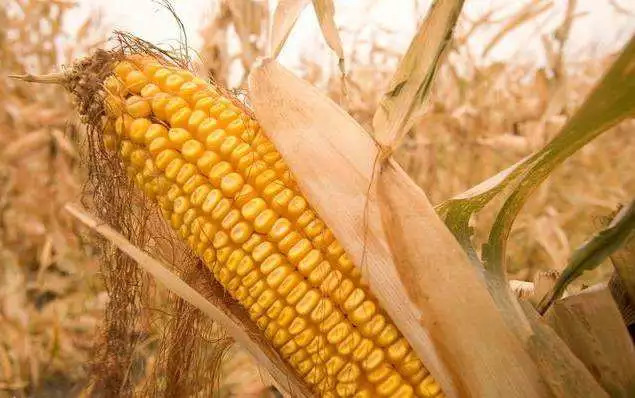 秋天玉米图片 第1张