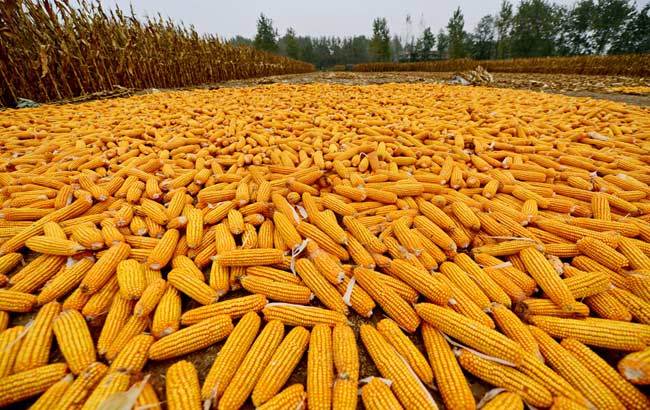 秋天玉米图片 第2张