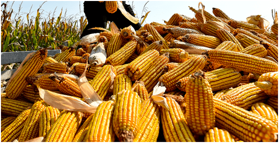 秋天玉米图片 第4张