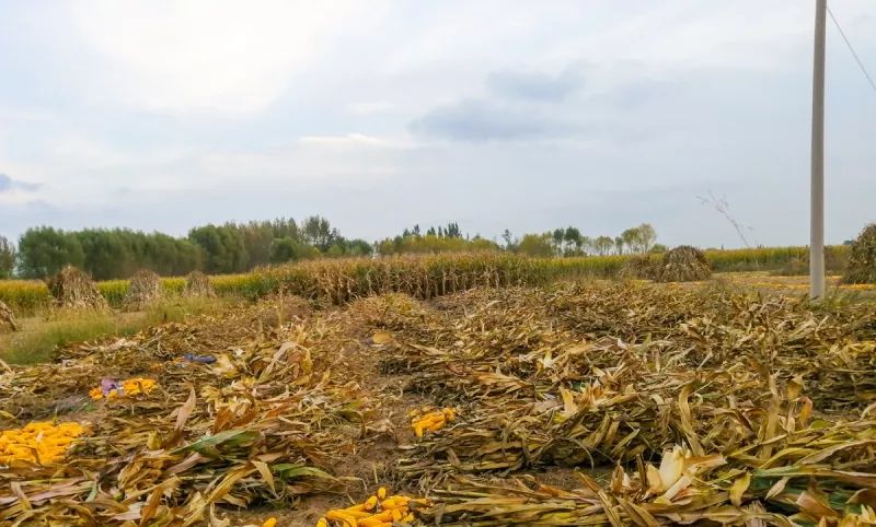 秋天玉米图片 第6张