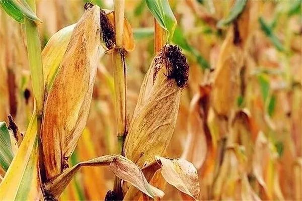 秋天玉米图片 第7张