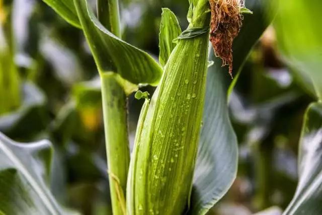 玉米树图片 第1张