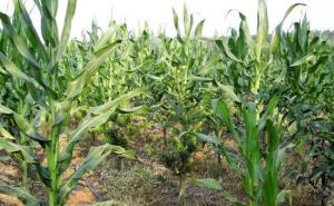 玉米树图片 第2张