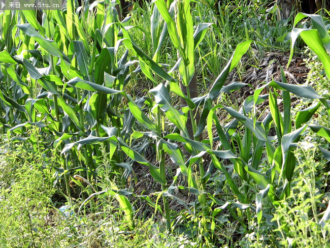 玉米树图片 第3张
