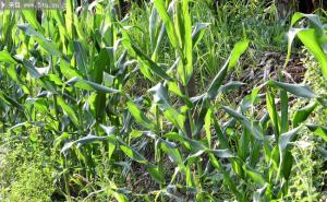 玉米树图片 第3张