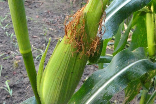 玉米树图片 第4张