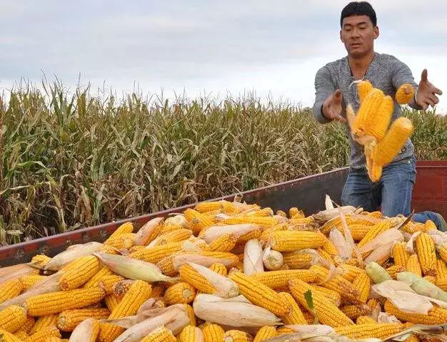 秋天玉米成熟的图片 第4张