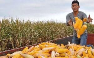 秋天玉米成熟的图片 第4张